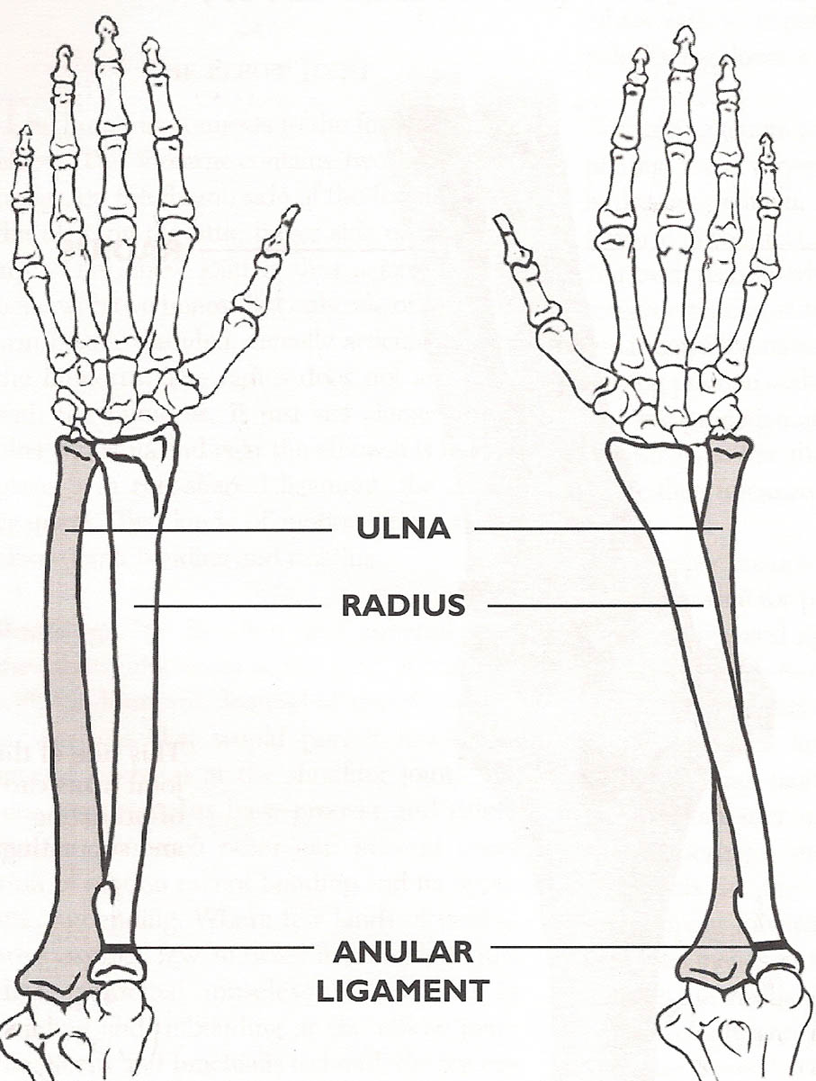 Forearm Rotation in Keyboard Technique(Intro)