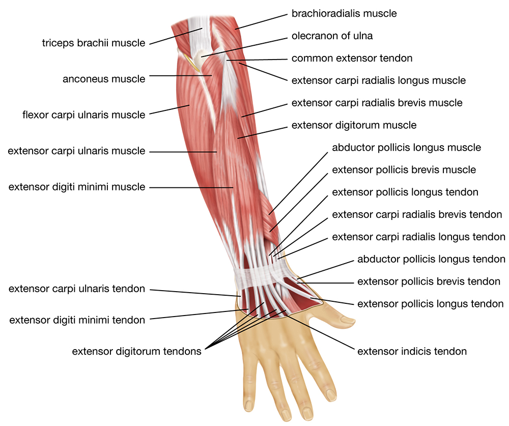 Muscles of the forearm