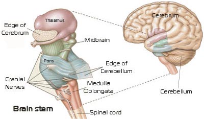 The brainstem consists of the medulla oblongata, pons, and midbrain